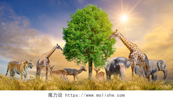蓝天白云草原上的野生动物一大批非洲游牧民族的动物。野生动物保护概念